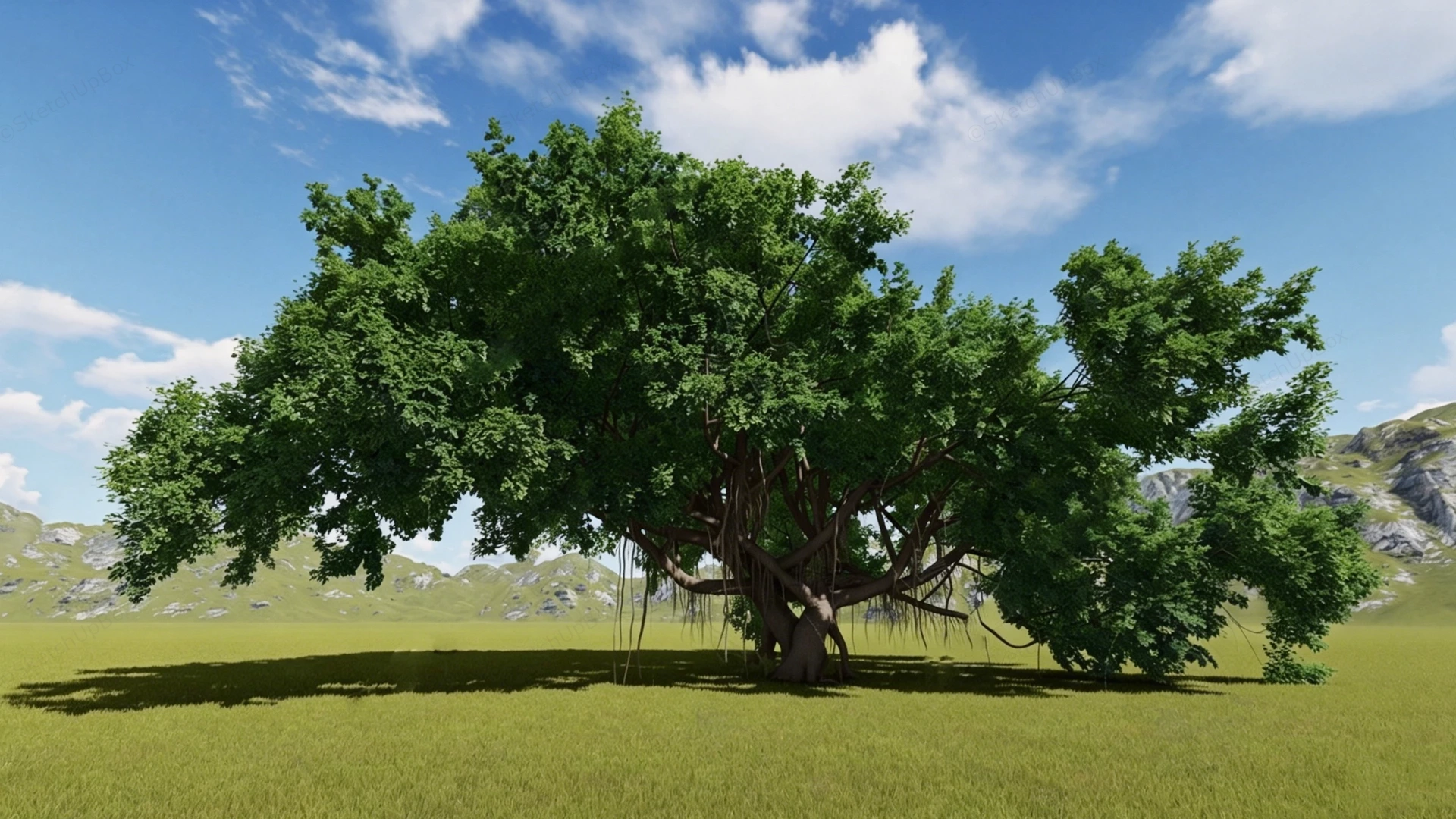 Big Banyan Tree sketchup model preview - SketchupBox
