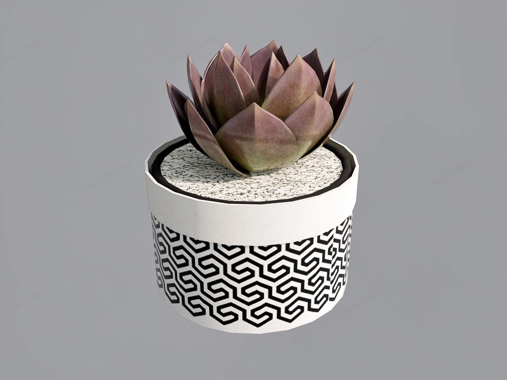 Succulent Potted Plant sketchup model preview - SketchupBox