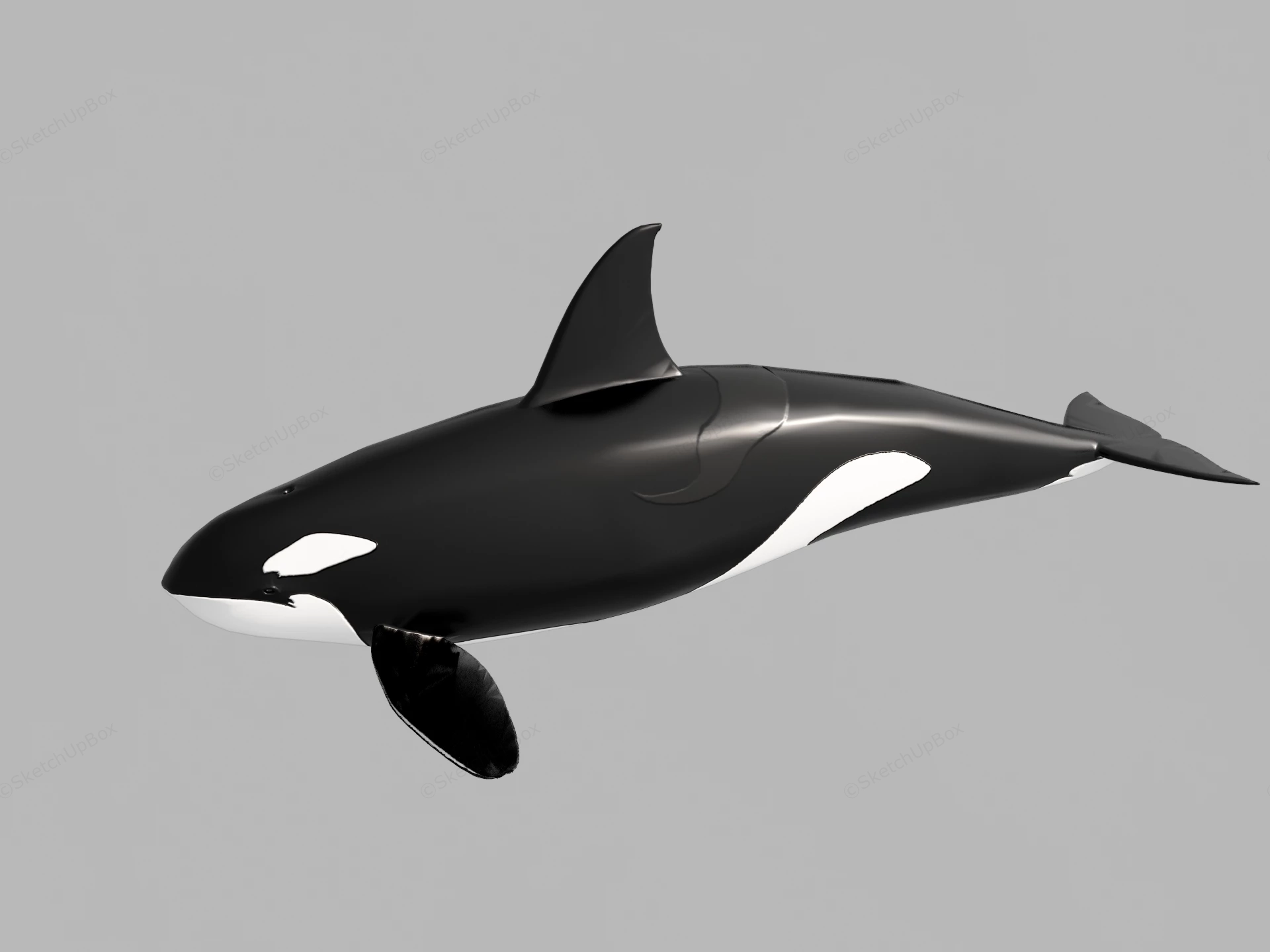 Killer Whale sketchup model preview - SketchupBox
