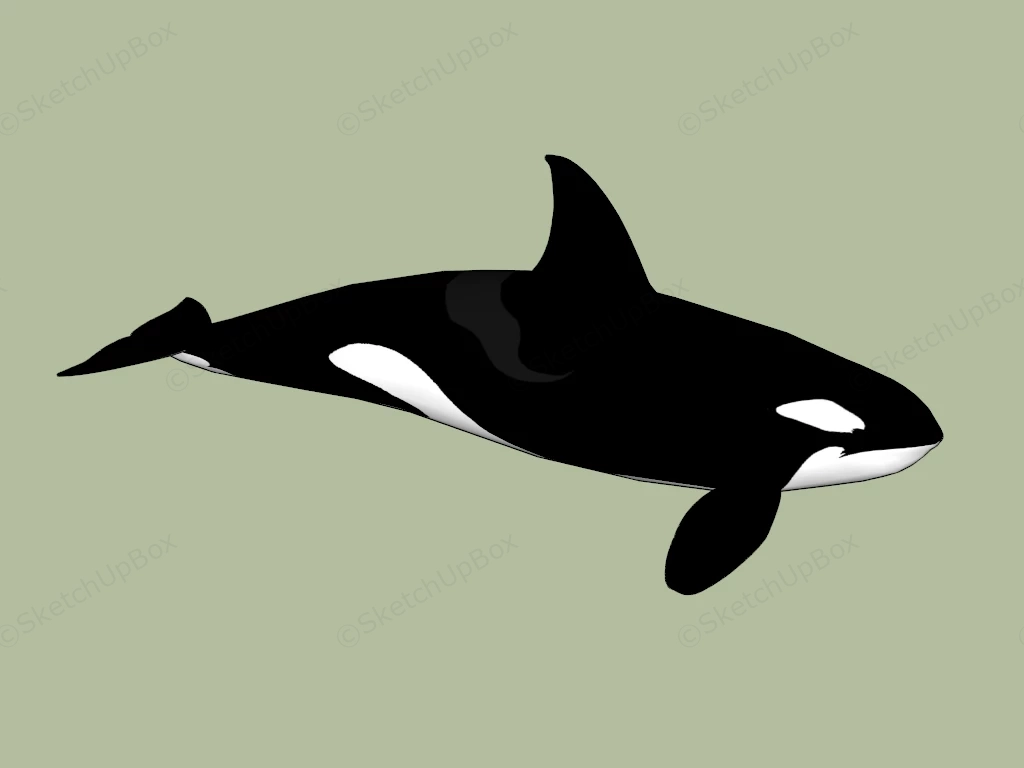 Killer Whale sketchup model preview - SketchupBox