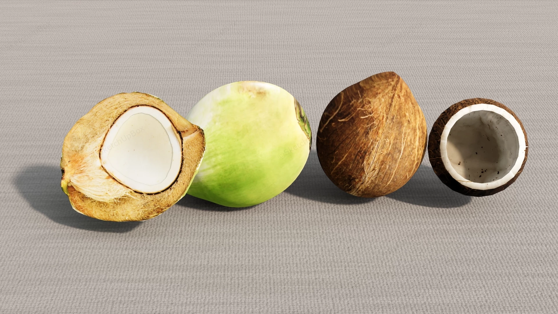 Raw Coconut sketchup model preview - SketchupBox