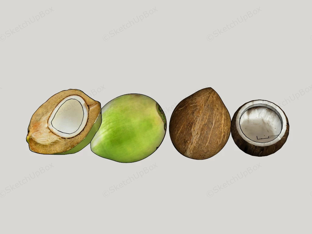 Raw Coconut sketchup model preview - SketchupBox
