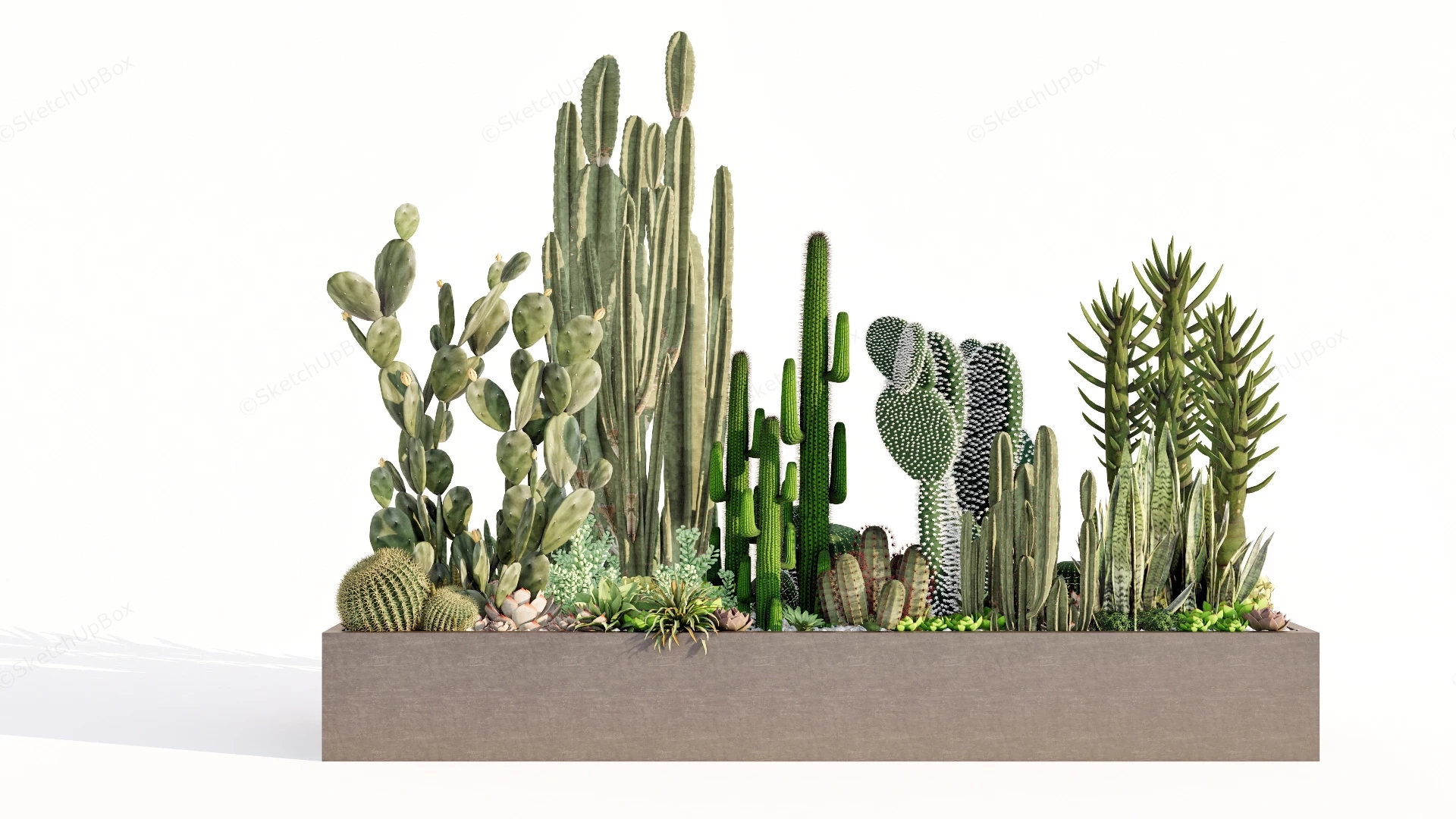 Cactus Raised Garden Idea sketchup model preview - SketchupBox