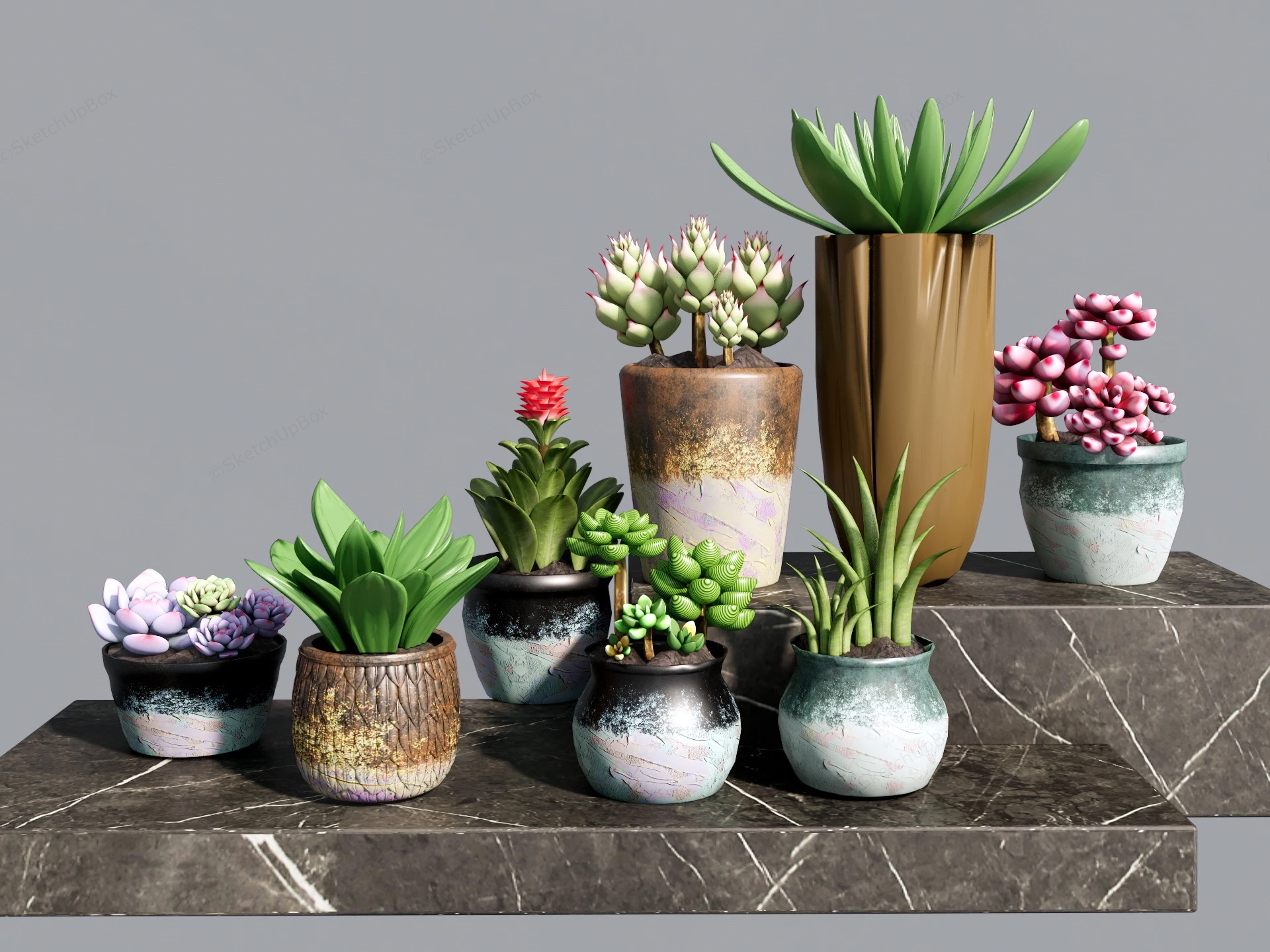 Succulent Plant Collection sketchup model preview - SketchupBox