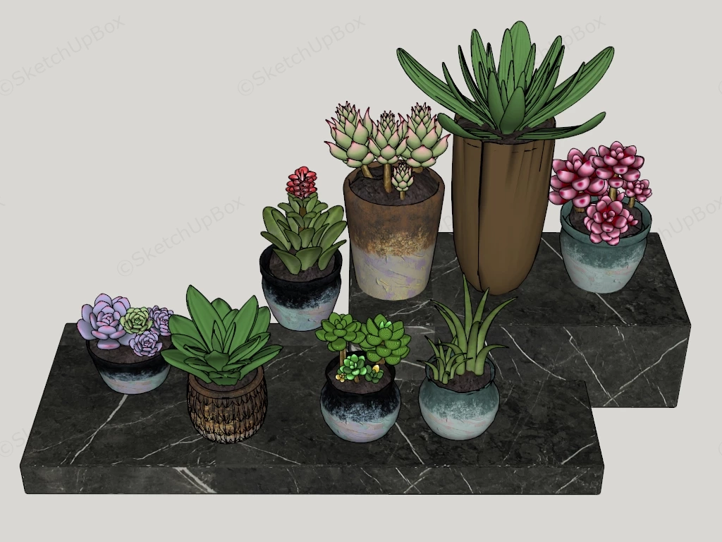 Succulent Plant Collection sketchup model preview - SketchupBox