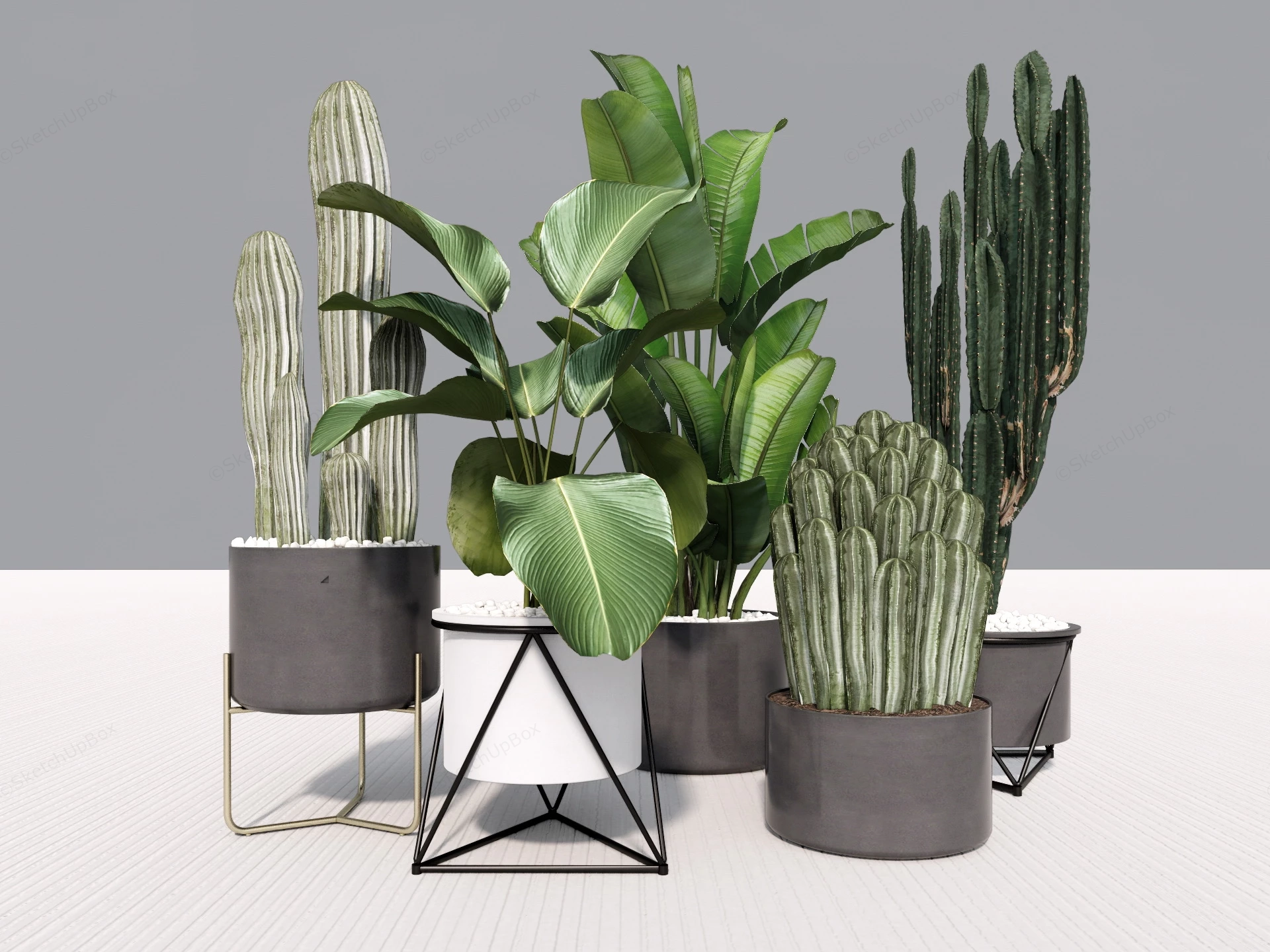 Large Indoor Floor Plants sketchup model preview - SketchupBox