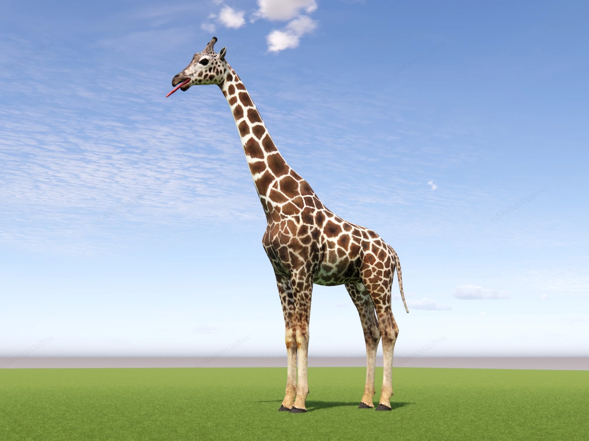 Adult Giraffe sketchup model preview - SketchupBox