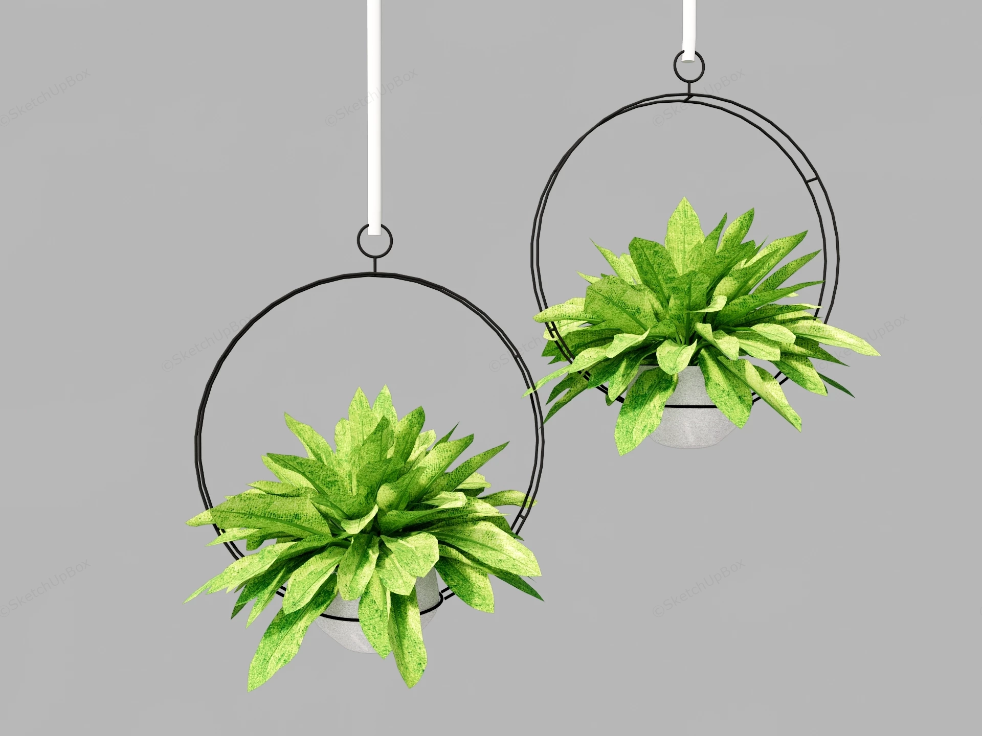 Green Hanging Plants sketchup model preview - SketchupBox
