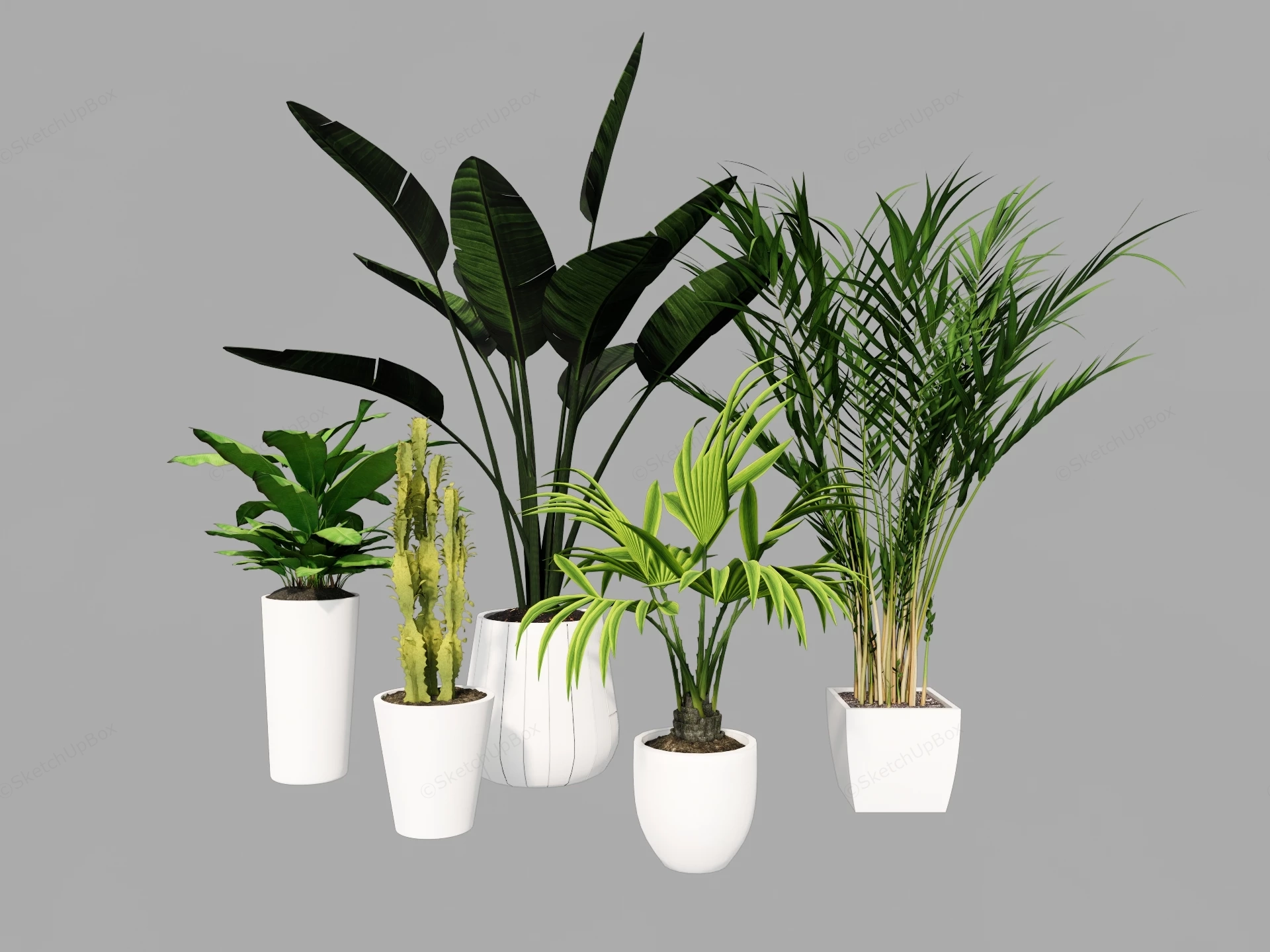 Collection Of 5 Potted Plants sketchup model preview - SketchupBox