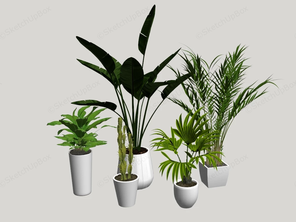 Collection Of 5 Potted Plants sketchup model preview - SketchupBox