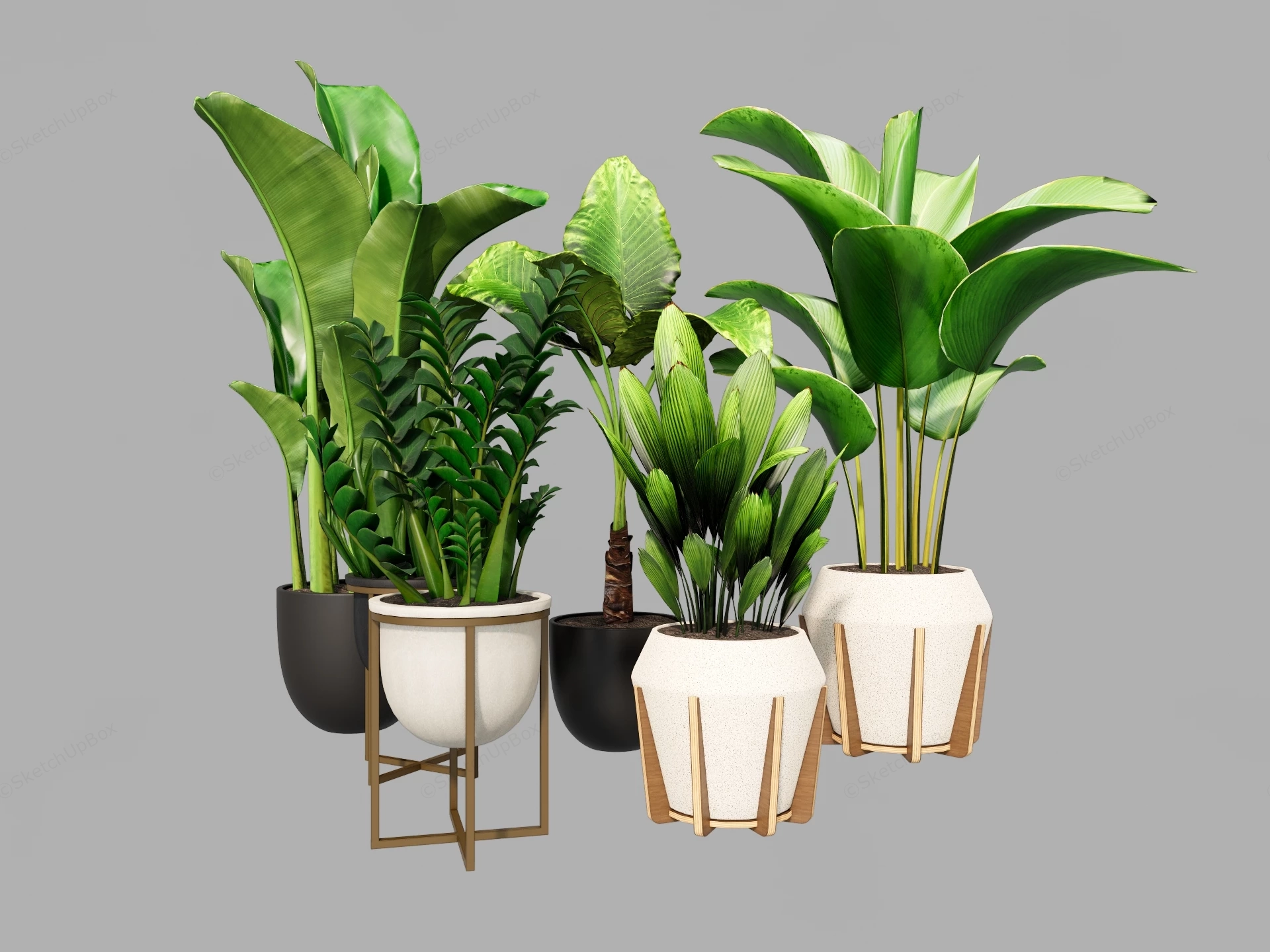 Collection Of Tropical Potted Plants sketchup model preview - SketchupBox