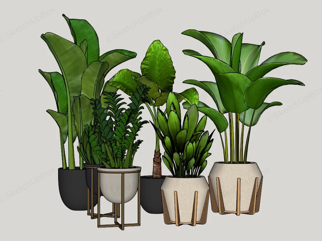 Collection Of Tropical Potted Plants sketchup model preview - SketchupBox