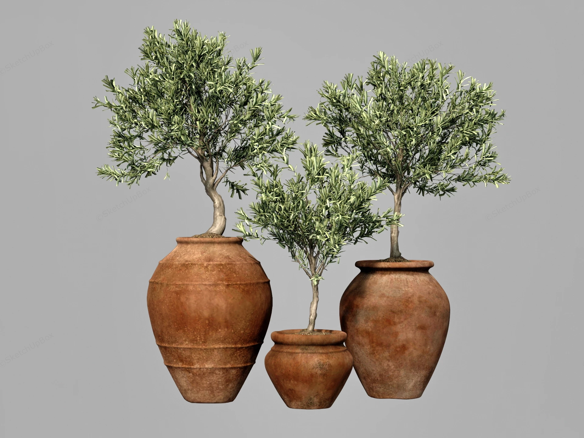 Trio Of Potted Olive Trees sketchup model preview - SketchupBox