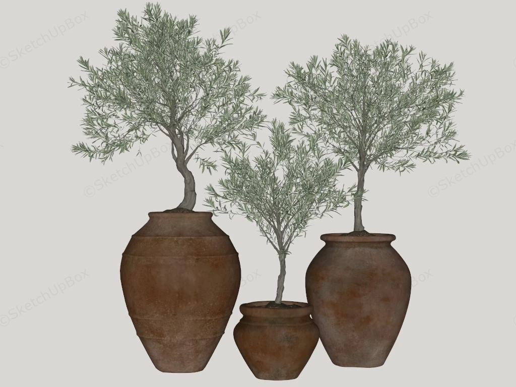 Trio Of Potted Olive Trees sketchup model preview - SketchupBox