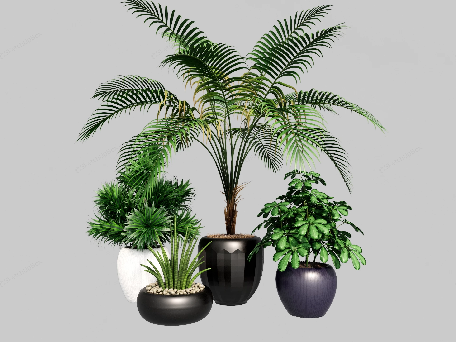 Four Lush Indoor Potted Plants sketchup model preview - SketchupBox