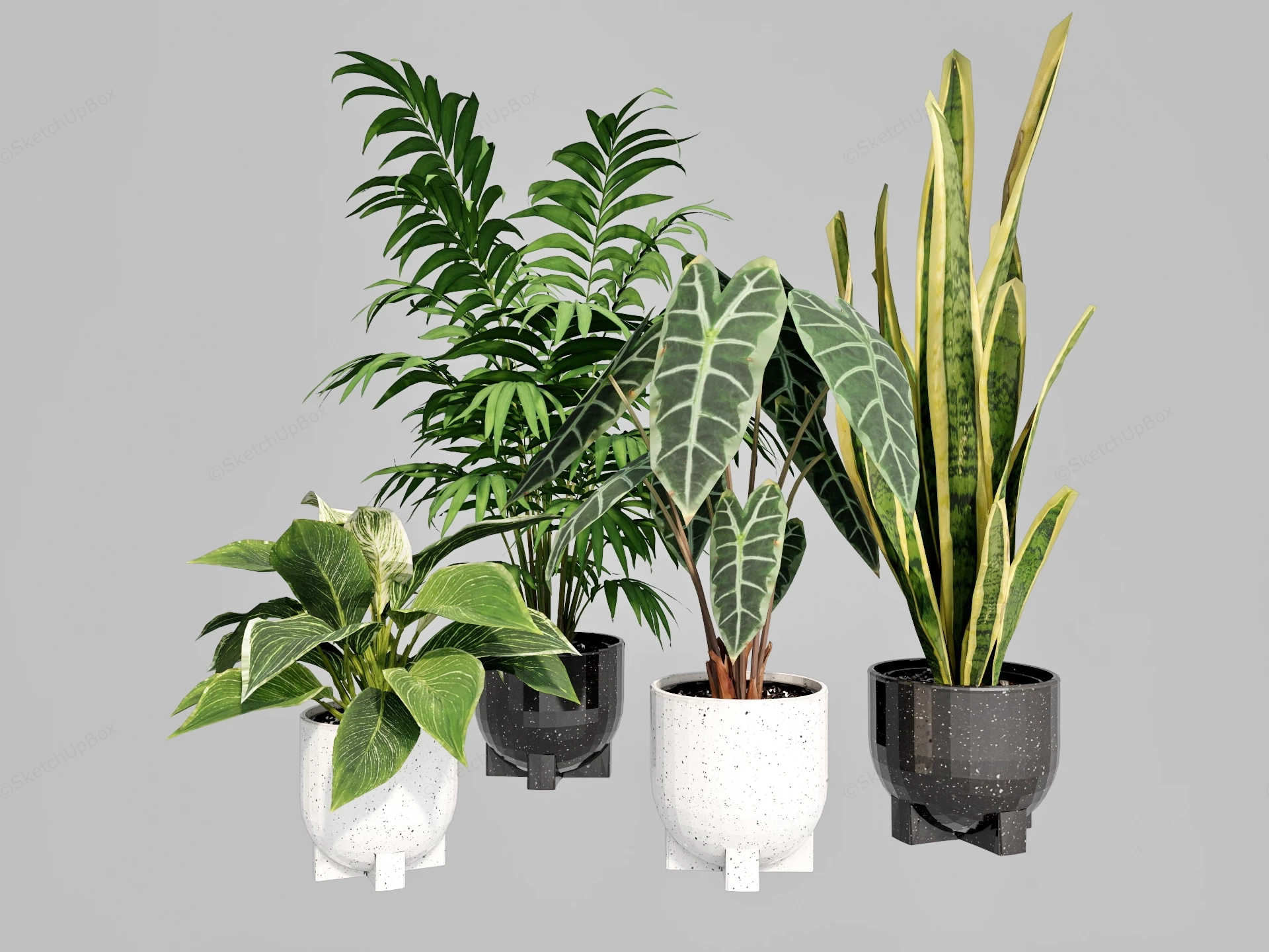 Collection Of 4 Houseplants sketchup model preview - SketchupBox