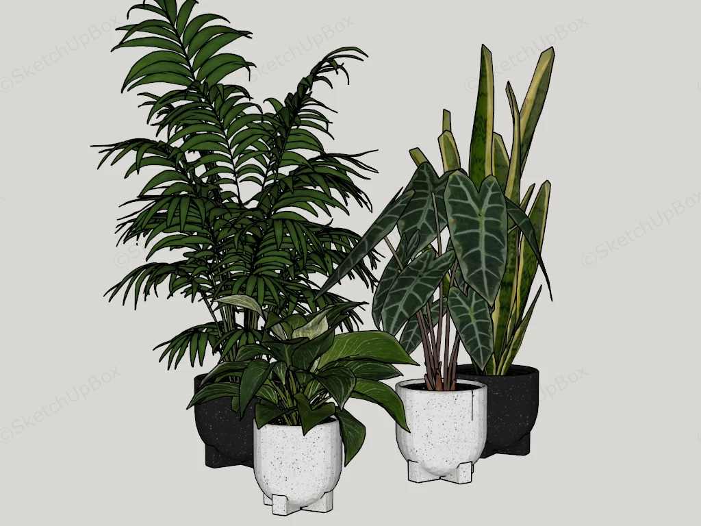 Collection Of 4 Houseplants sketchup model preview - SketchupBox