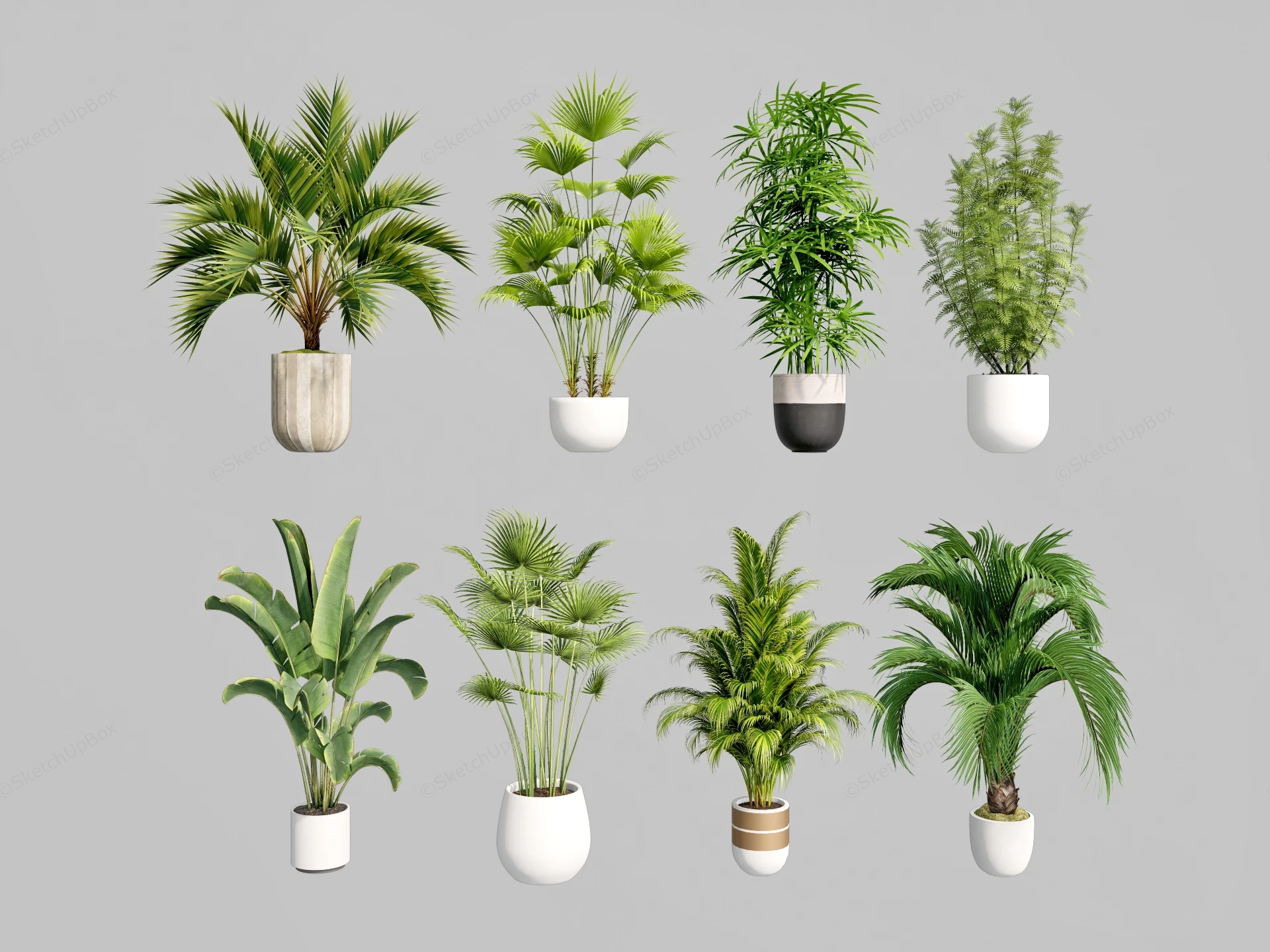 Modern Potted Tropical Plants Collection Sketchup 3D Model Preview - SketchupBox