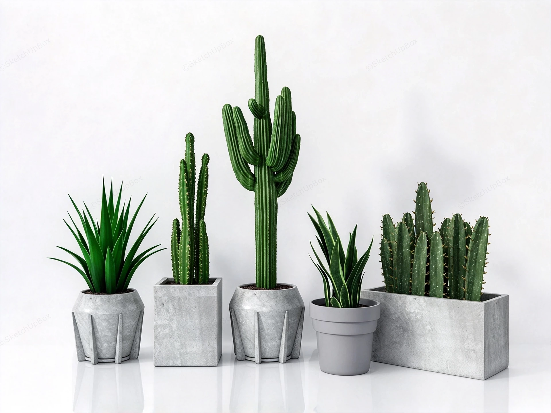 Modern Minimalist Potted Cacti & Succulent Collection Sketchup 3D Model Preview - SketchupBox