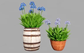 Potted Agapanthus Plants