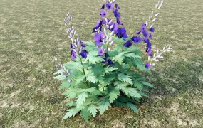 Purple Hibiscus Flower Plant