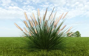 Ornamental Fountain Grass
