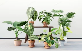 Tropical Foliage Houseplants