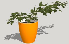 Potted Ivy Plant