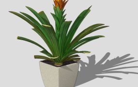 Natal Lily Potted Plant