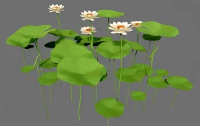 Pond Lotus Plants