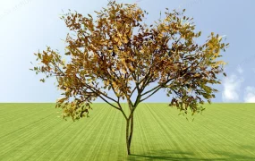 Fraxinus Excelsior Tree