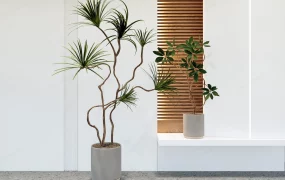 Beautiful Indoor Trees