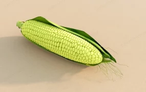 Fresh Corn