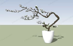 Flowering Bonsai Tree
