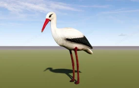 White Stork Bird