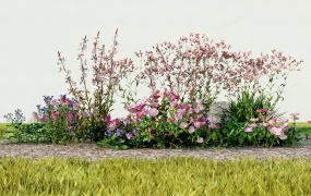 Garden Border Plants