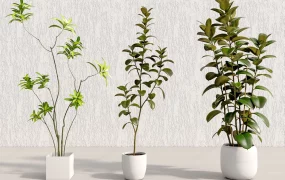 Trees Indoor Houseplants