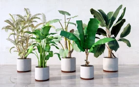 Big Indoor Houseplants