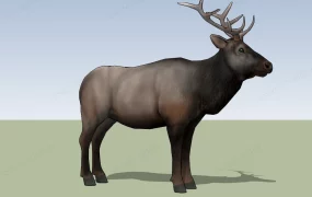 Big Bull Elk