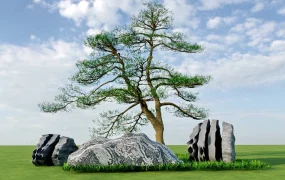 Tree And Rock Landscaping