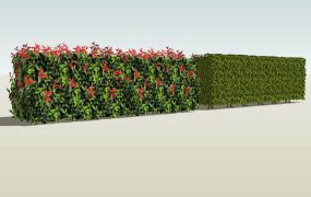 Flowering Hedge Plants
