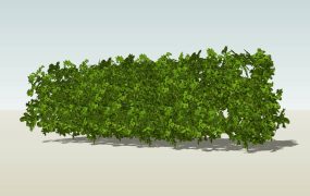 Evergreen Hedge Plants