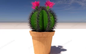 Potted Flowering Cactus