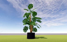 Big Monstera Deliciosa Plant