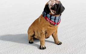 Fawn Pug Puppy