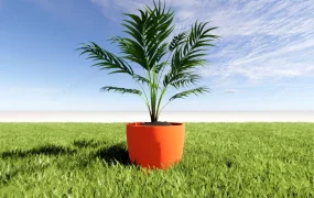 Potted Palm