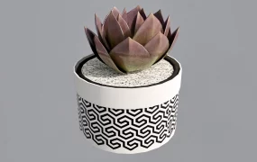 Succulent Potted Plant