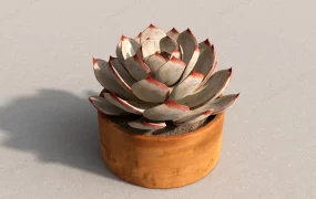 Brown Succulent Plant