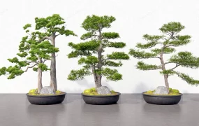 Spruce Bonsai Trees