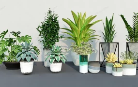 Low Light Small Indoor Plants